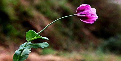 《地平线：西之绝境》在澳大利亚获得评级 中度暴力无性暗示